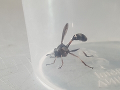 Physocephala furcillata