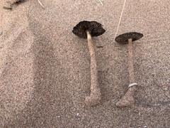 Psathyrella arenulina