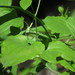 Smilax herbacea - Photo (c) Charlotte Bill, algunos derechos reservados (CC BY-NC), subido por Charlotte Bill