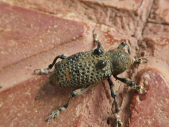 Cratosomus augustus