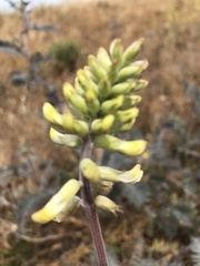 Astragalus asymmetricus