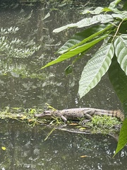 Crocodylia