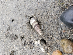 Batillaria attramentaria