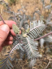 Astragalus asymmetricus