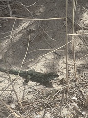 Podarcis pityusensis formenterae