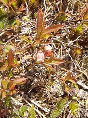 Vaccinium boreale