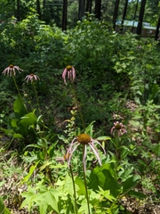 Echinacea laevigata