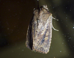 Dasygaster nephelistis