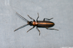 Oxycopis