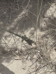 Podarcis pityusensis formenterae