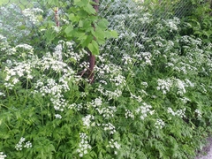 Anthriscus sylvestris