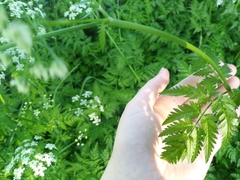 Anthriscus sylvestris