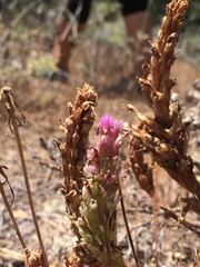 Castilleja exserta