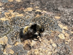 Cephenemyia auribarbis