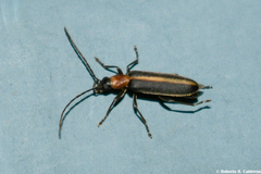 Oxycopis