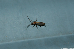 Oxycopis