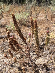 Castilleja exserta