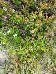 Vaccinium boreale