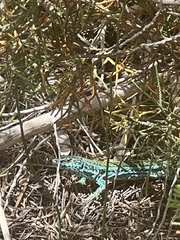 Podarcis pityusensis formenterae