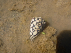 Conus marmoreus