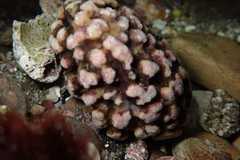 Antropora tincta