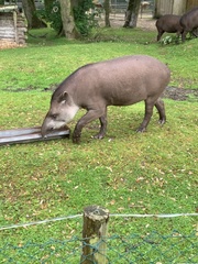 Tapirus