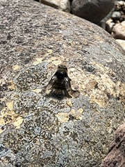 Cephenemyia auribarbis