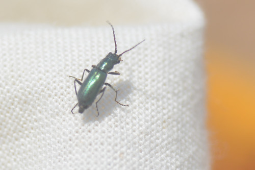 Clanoptilus barnevillei