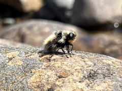 Cephenemyia auribarbis