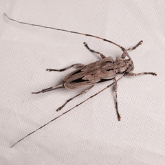 Acanthocinus nodosus