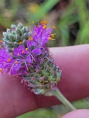 Dalea compacta