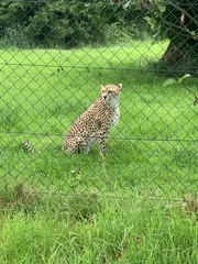Acinonyx