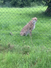 Acinonyx