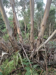 Eucalyptus kitsoniana