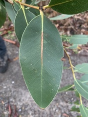 Eucalyptus kitsoniana