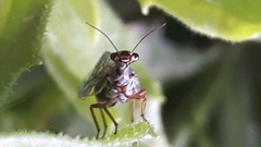 Xanthostigma xanthostigma