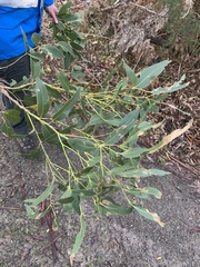 Eucalyptus kitsoniana