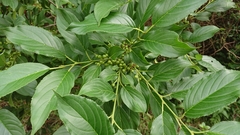 Rhamnus davurica