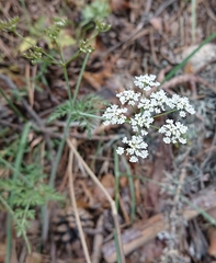 Conopodium