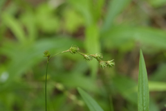 Carex echinodes