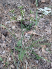 Conopodium