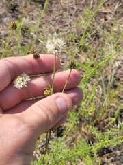 Dalea multiflora