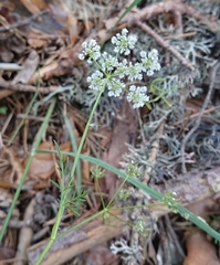 Conopodium