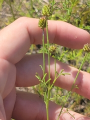 Dalea multiflora