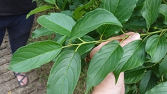 Rhamnus davurica
