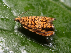 Dichrorampha leopardana
