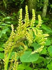 Botrypus virginianus