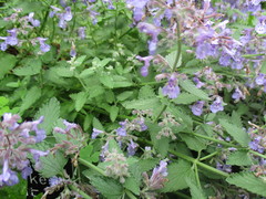 Nepeta curviflora