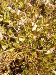 Vaccinium boreale