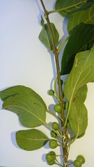 Rhamnus davurica